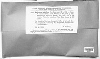 Polyporus nidulans image